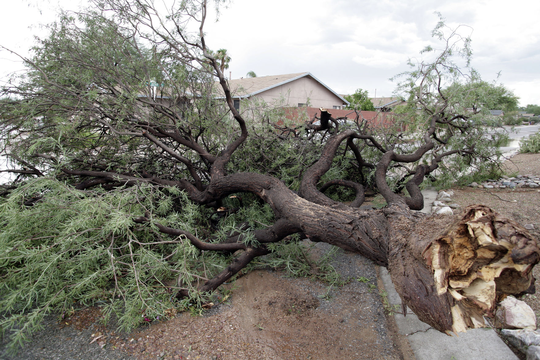 Uprooted Tree